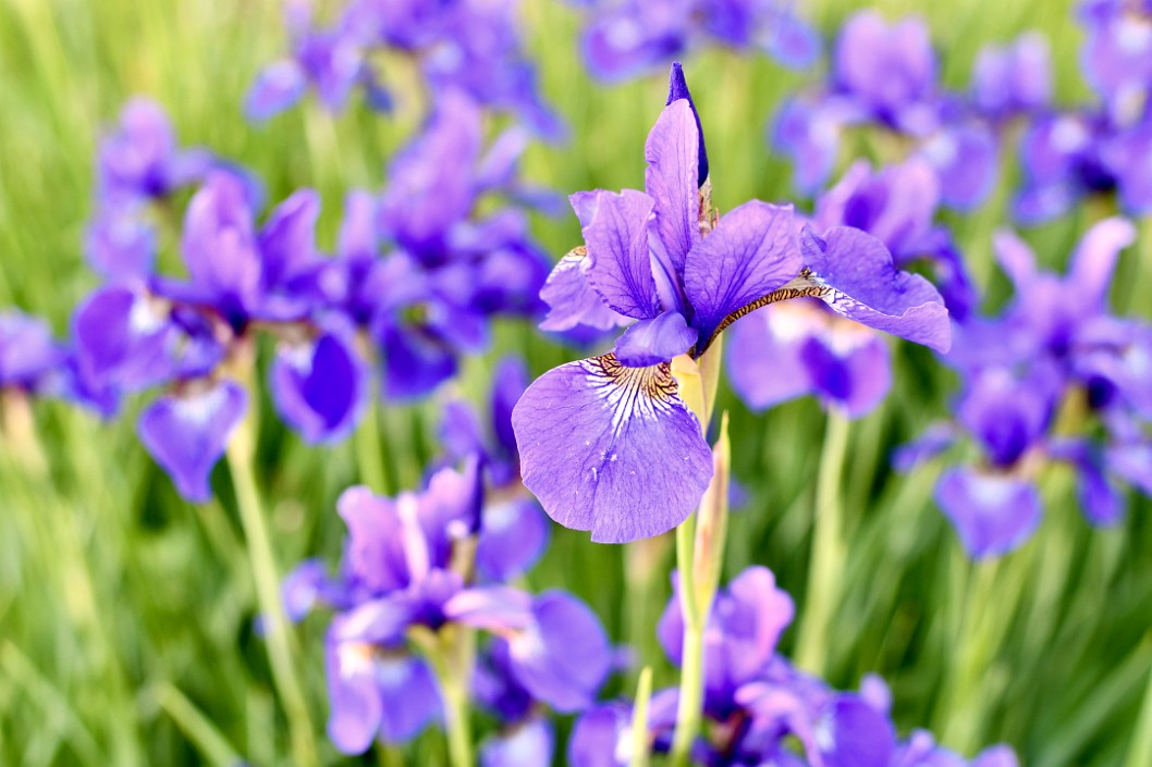 Purple Irises Up