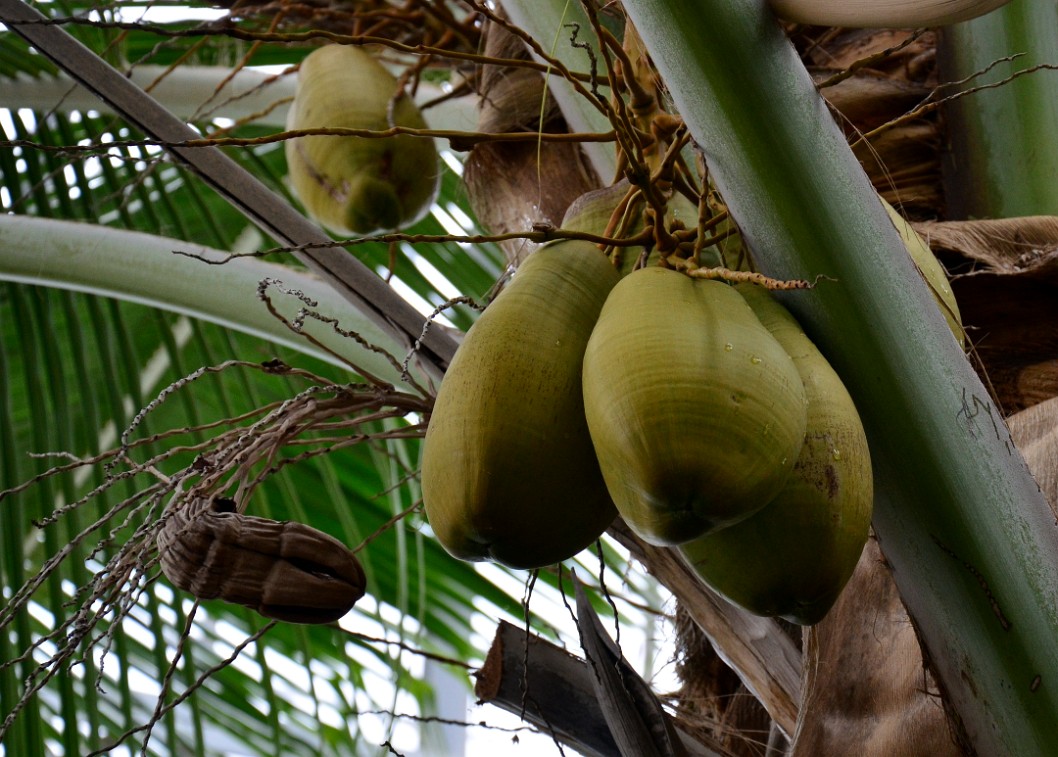 Hanging Green Coconuts Hanging Green Coconuts