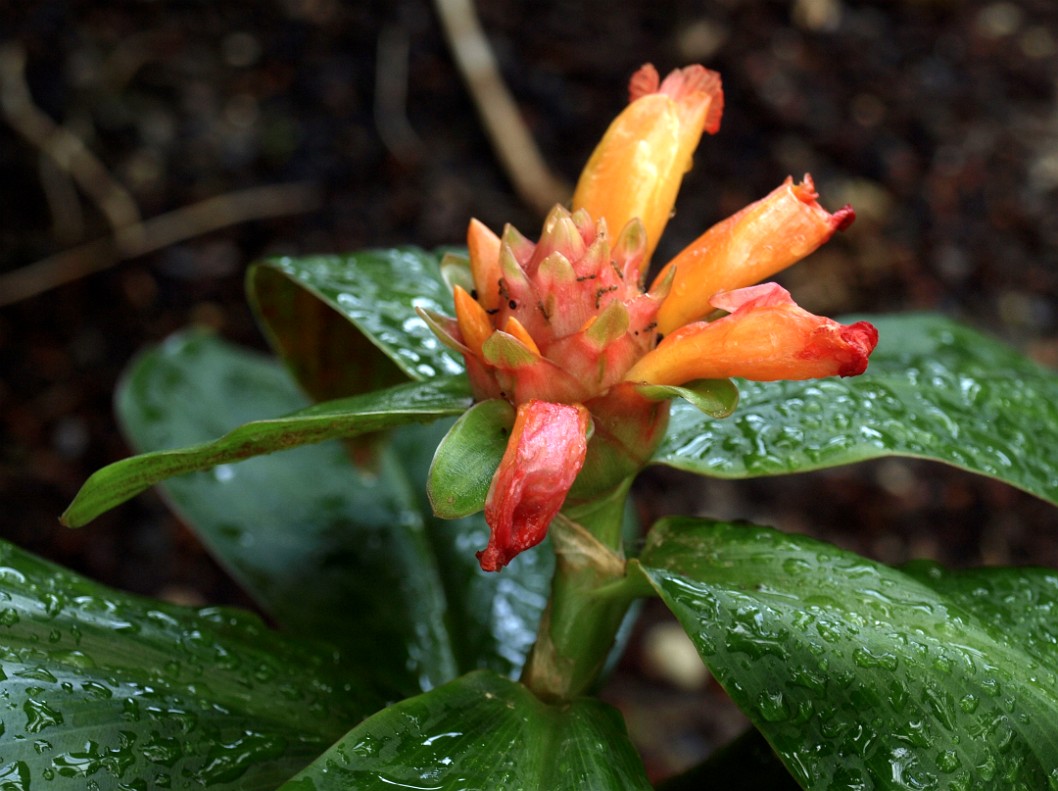 Recently Watered Dwarf Orang Ginger Recently Watered Dwarf Orang Ginger