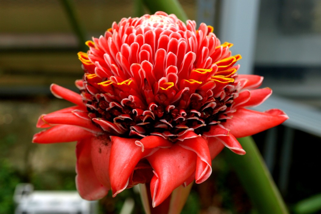 Torch Ginger 1 Torch Ginger 1
