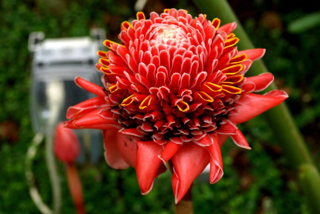 Torch Ginger 2 Torch Ginger 2