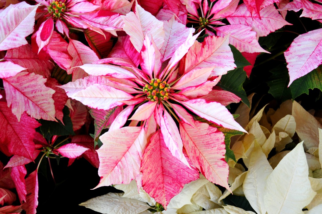 Ruby Frost Poinsettias on Display Ruby Frost Poinsettias on Display