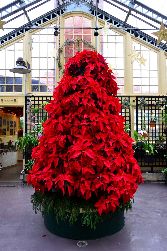 Tree of Poinsettias Standing Tall Tree of Poinsettias Standing Tall