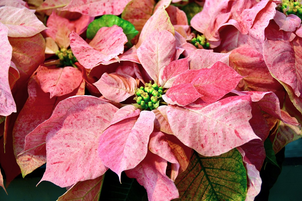 Peppermint Ruffles Poinsettias in Multiple Pink Hues