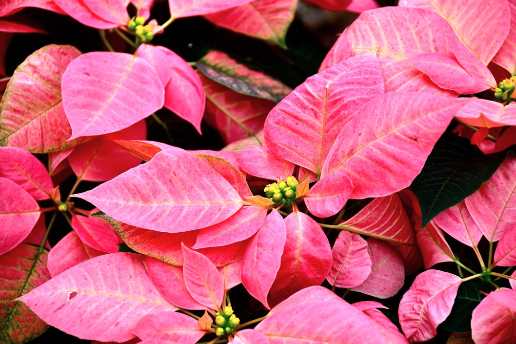 Viking Cinnamon Poinsettias Clustered Together