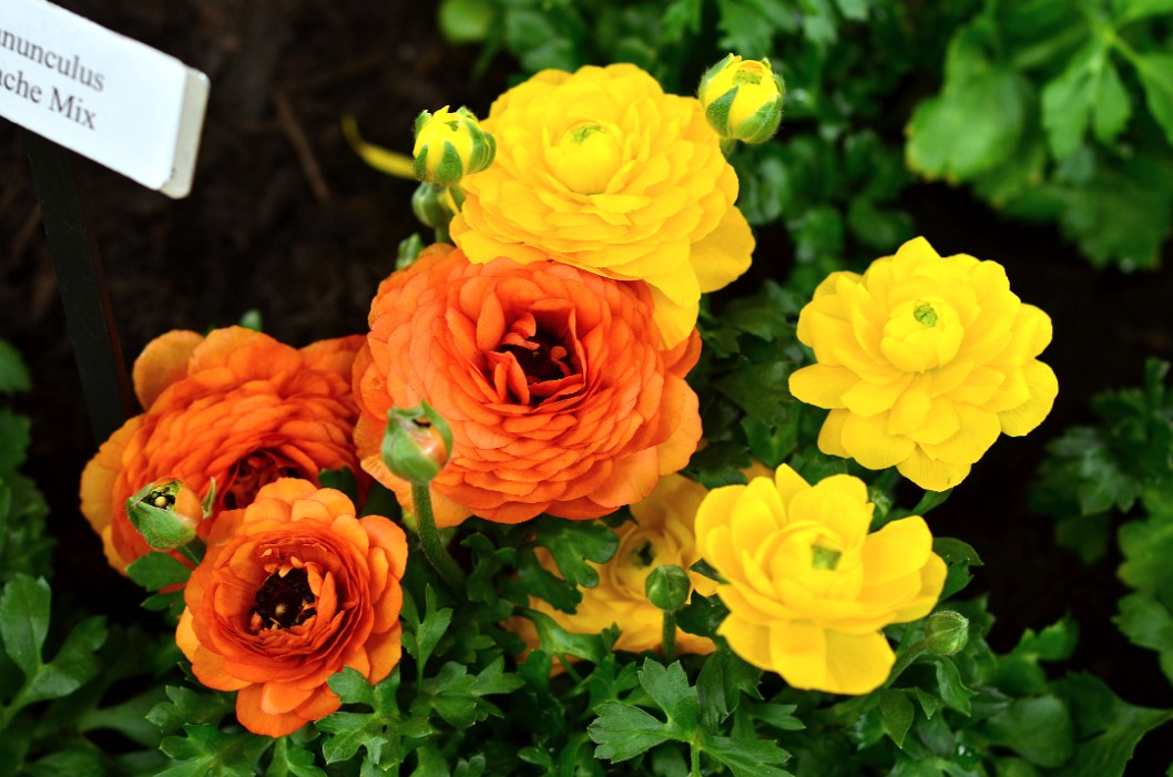 Mix of Ranunculus Mache in Yellow and Orange Mix of Ranunculus Mache in Yellow and Orange