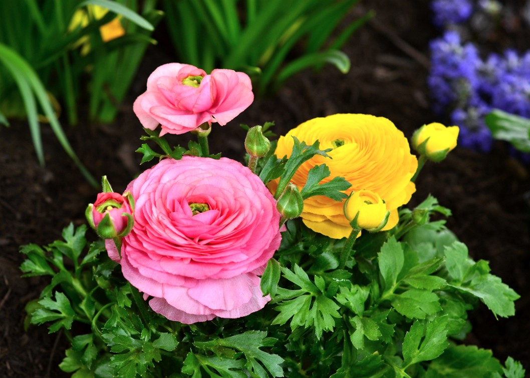 Pink and Yellow Ranunculus Pink and Yellow Ranunculus