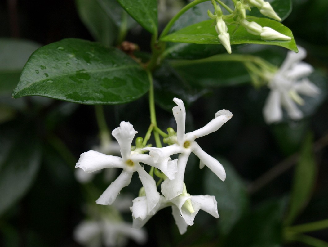 White Flowers of the Arabian Jasmine Vine White Flowers of the Arabian Jasmine Vine