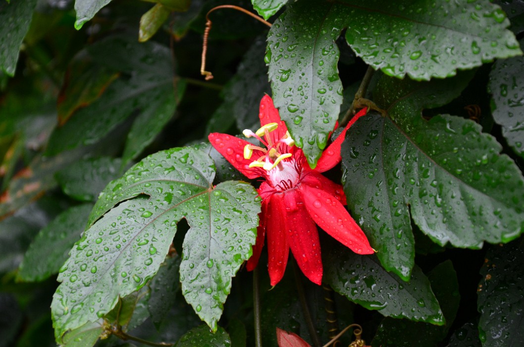 Passion Flower in the Wet Passion Flower in the Wet