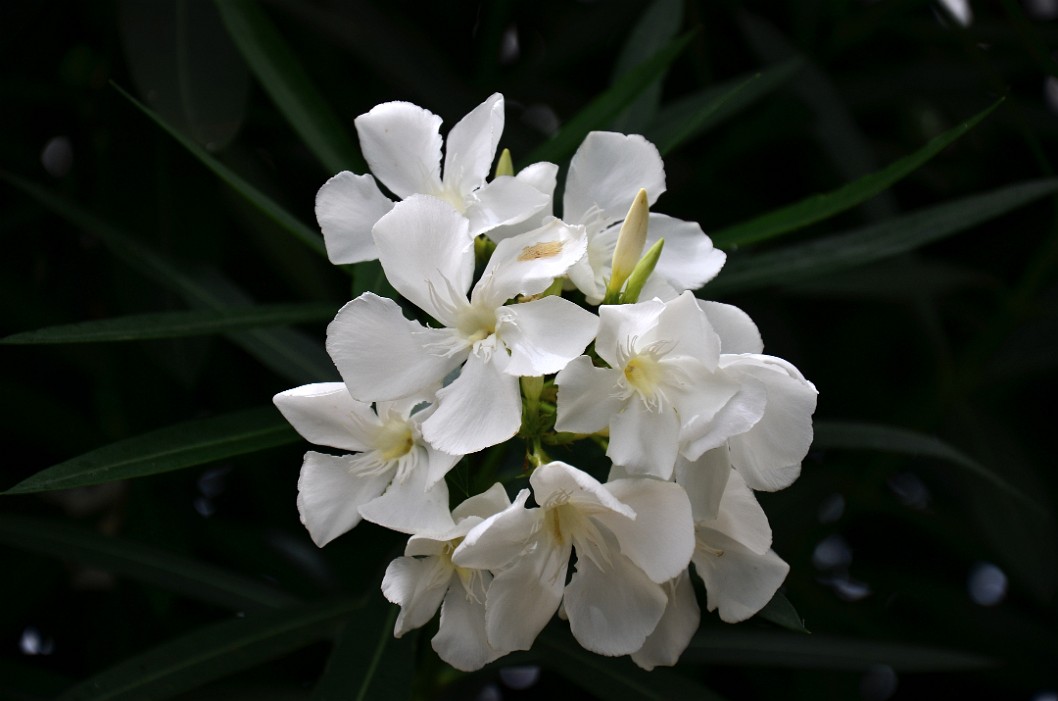 White Oleander in Shade White Oleander in Shade
