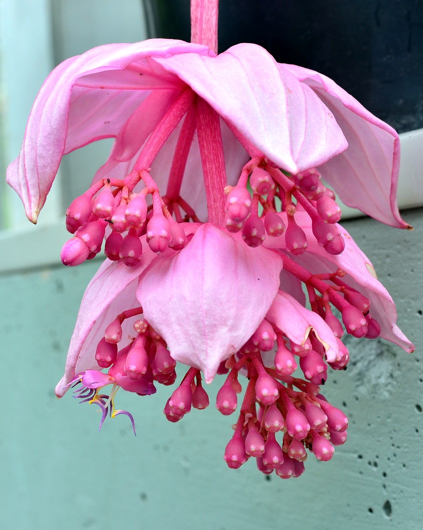 Hanging Pink of the Medinilla Magnifica Hanging Pink of the Medinilla Magnifica