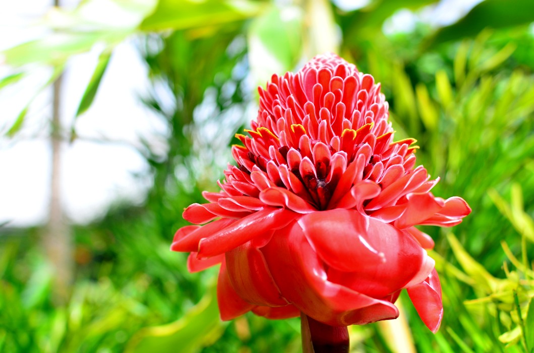 Blazing Red Torch Ginger Growing