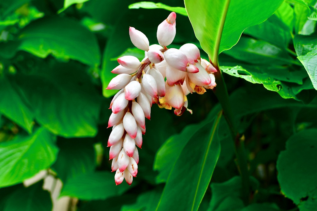 Pink Tipped Shell Ginger