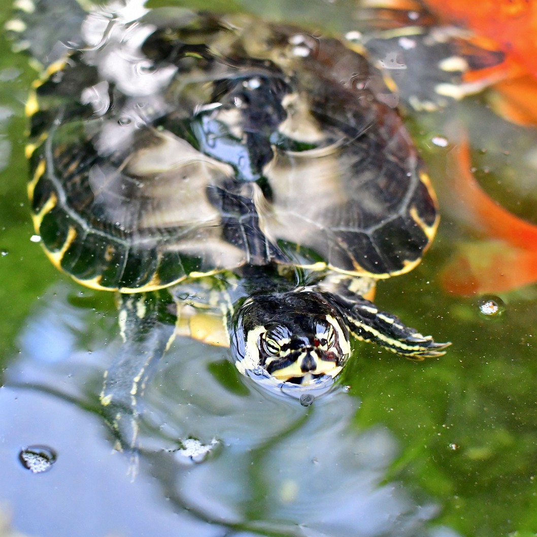 Turtle Emerging
