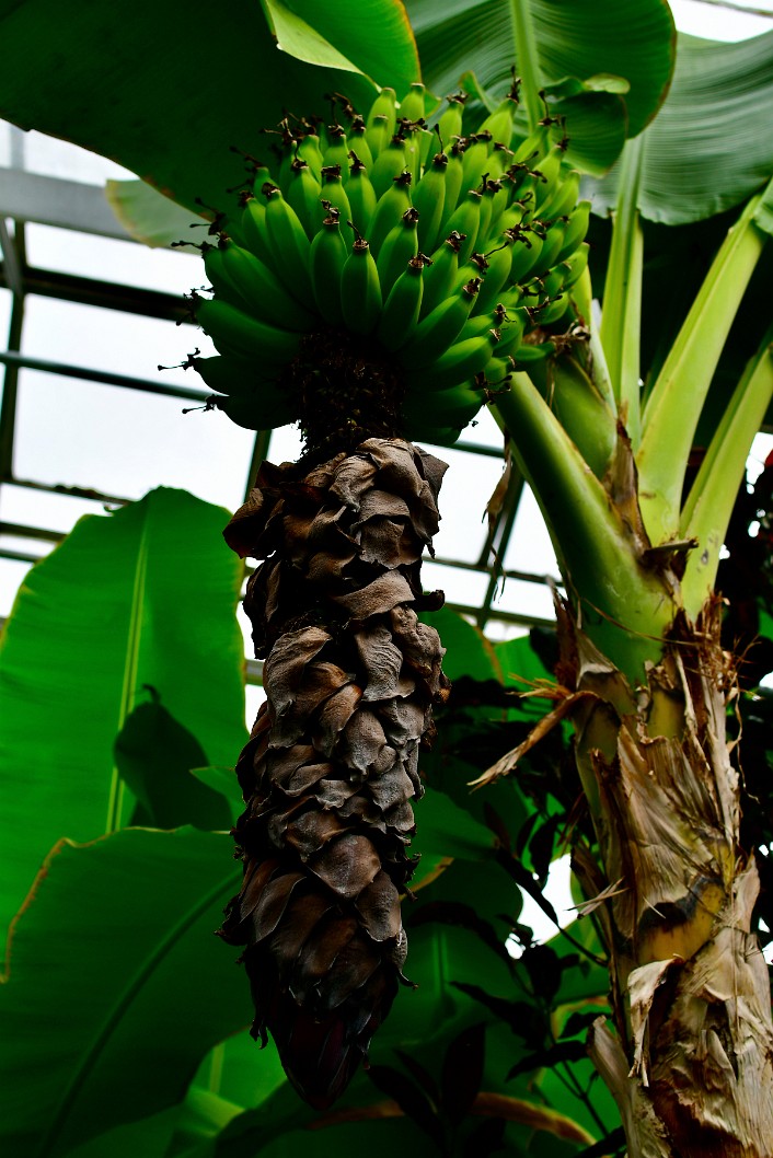 Emerging Fruits of the Dwarf Cavendish Banana Plant