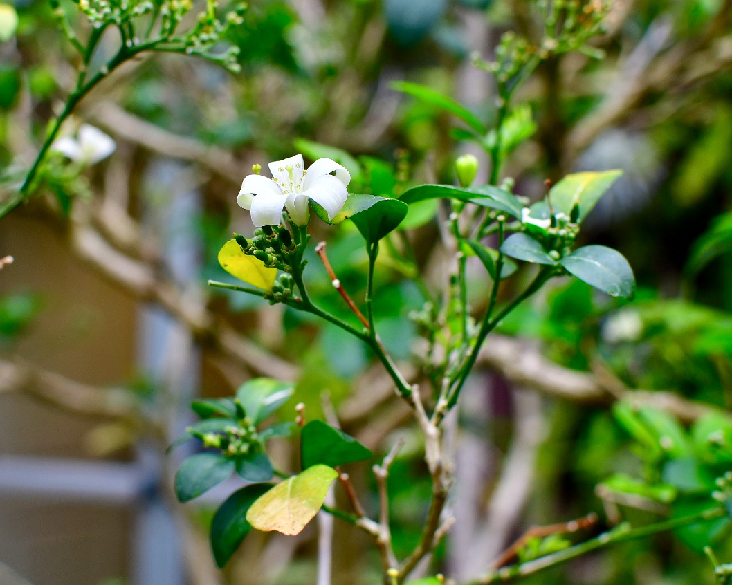 Single Jasmine Flower Up