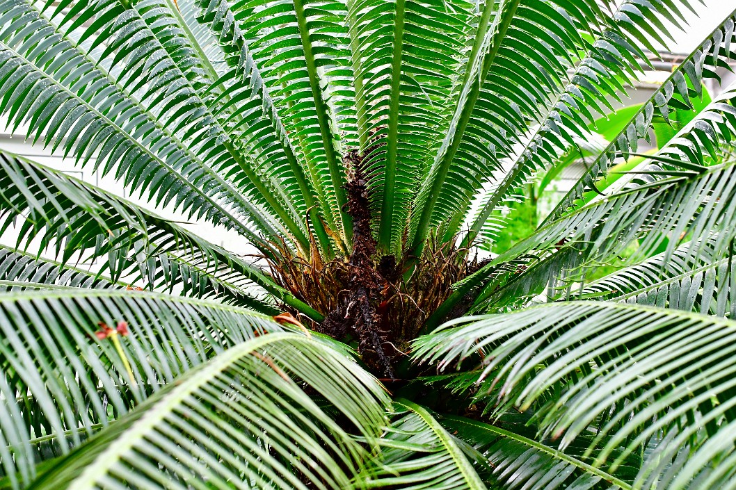 Fronds Spreading