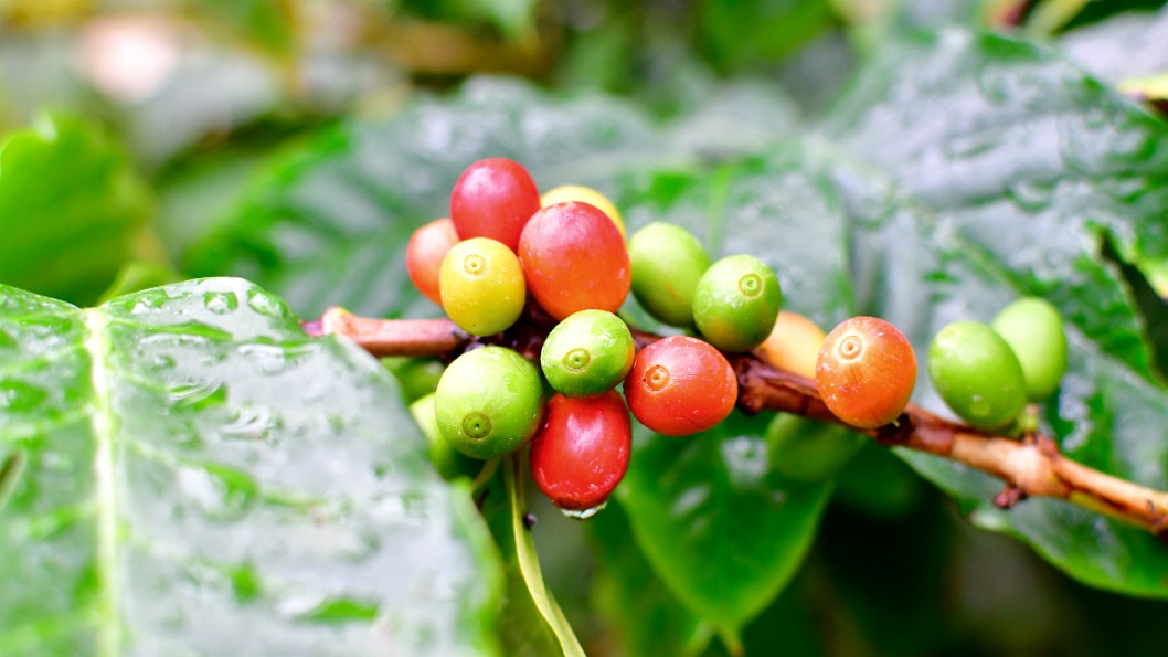 Colorful Unprocessed Coffee