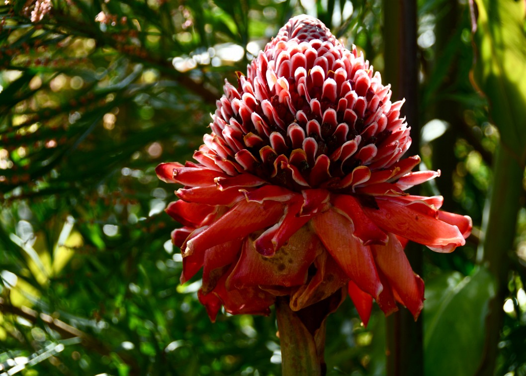 Torch Ginger in the Green