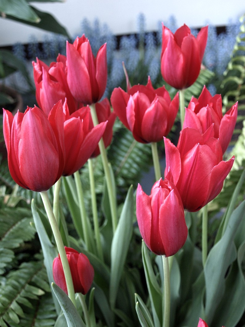 Red Shine Tulips Red Shine Tulips