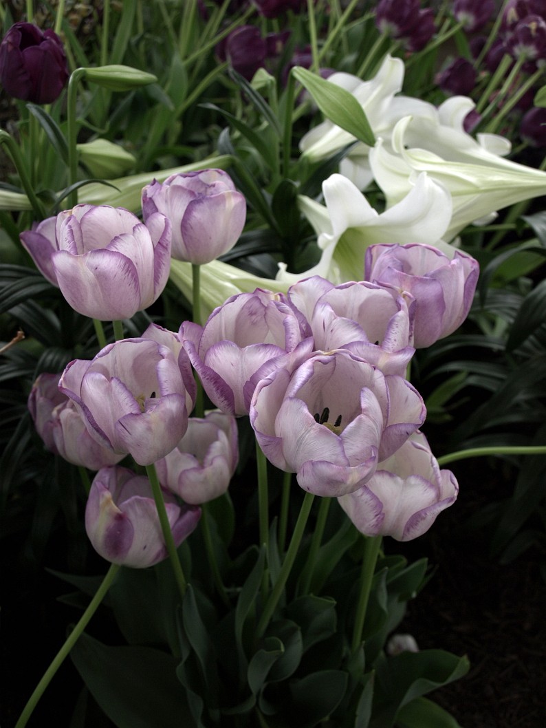 Shirly Tulips Look Like Purple Paper Shirly Tulips Look Like Purple Paper