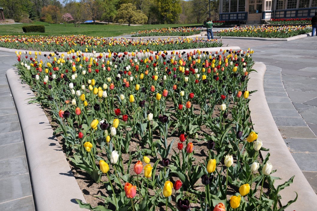 So Many Colorful Tulips So Many Colorful Tulips