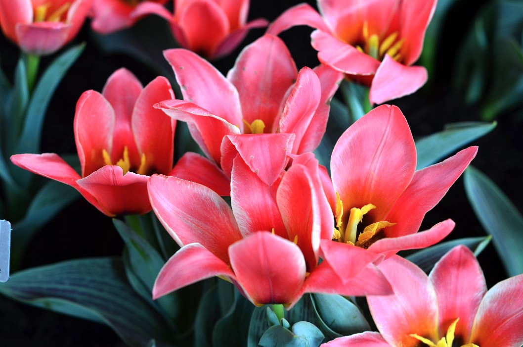 Dream Boat Tulips in Pink Dream Boat Tulips in Pink