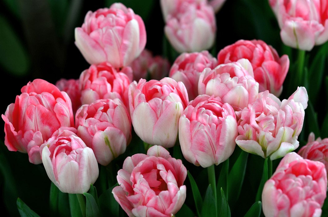 Pink and White Angelique Tulips Pink and White Angelique Tulips