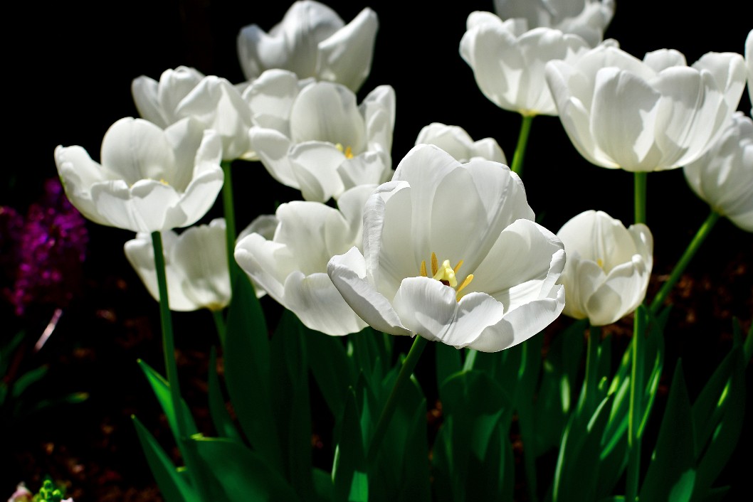 Hakuun-White Cloud Tulips Catching Light