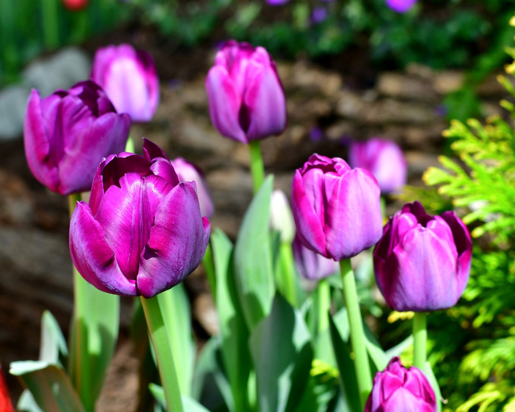 Alibi Tulips in Purple