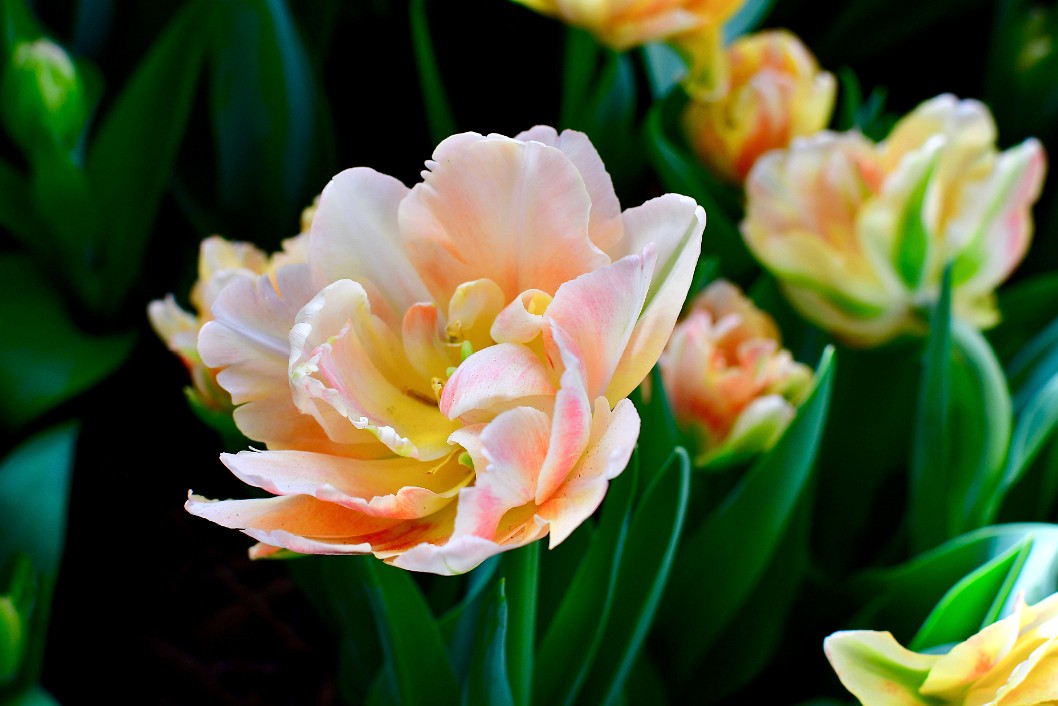 Pink Accents Abound on the Foxy Foxtrot Tulips