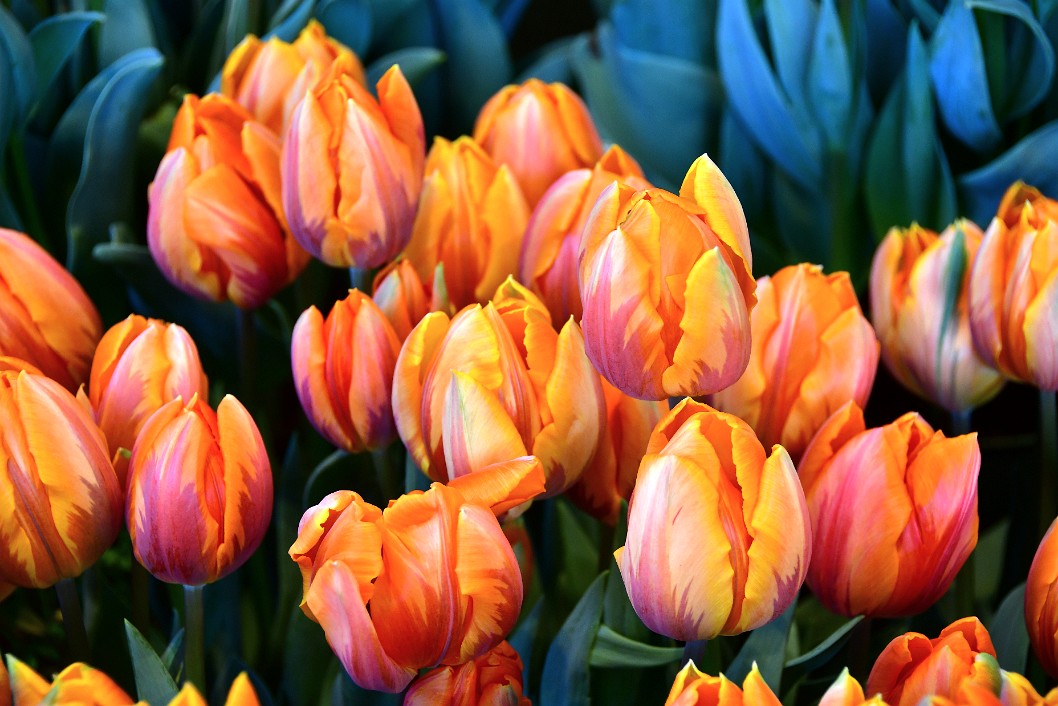 Princess Irene Tulips in a Group