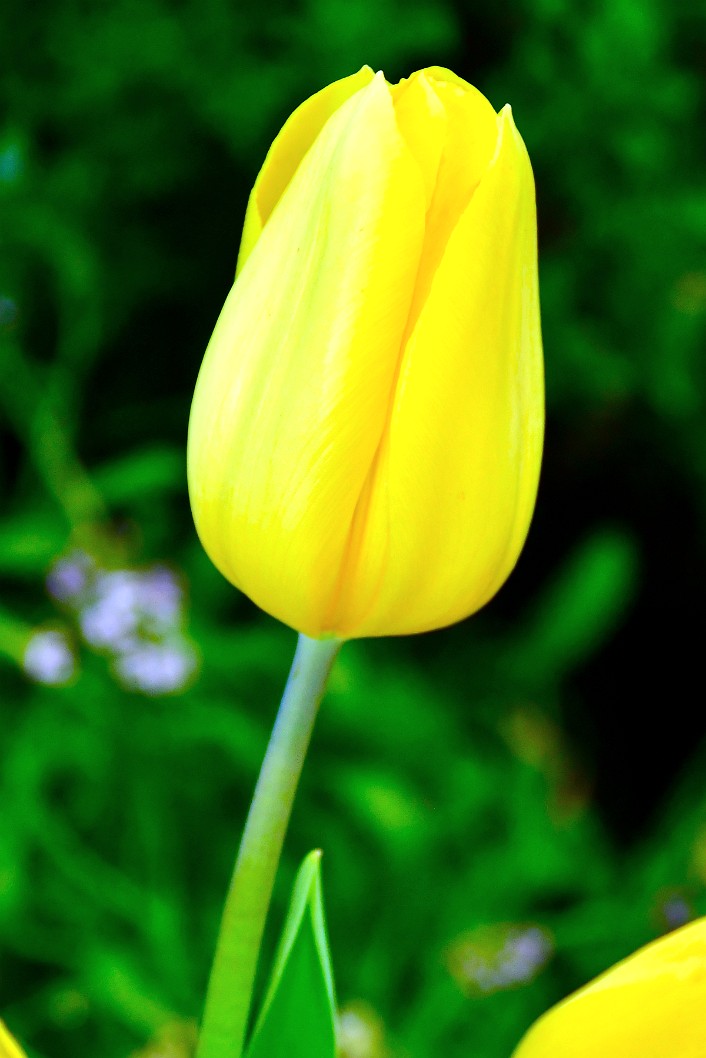 Strong Gold Tulip Stood Straight