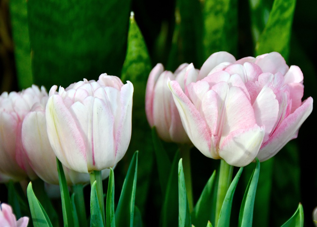 Foxtrot Tulips in Pink and White