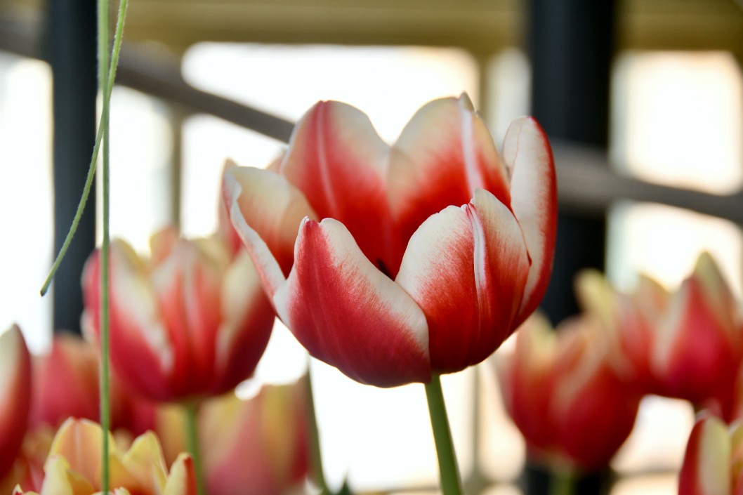 Markant Tulip Rising