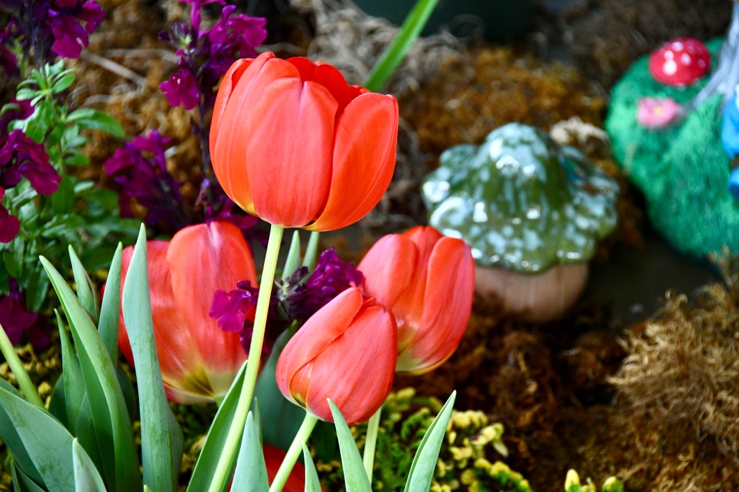 Red Tulips Among the Gnome Village
