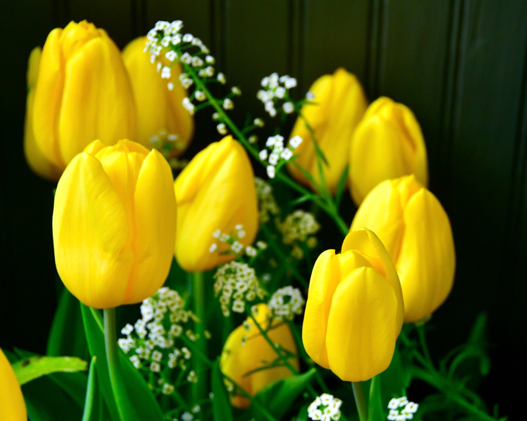 Soft White Against the Strong Gold Tulips
